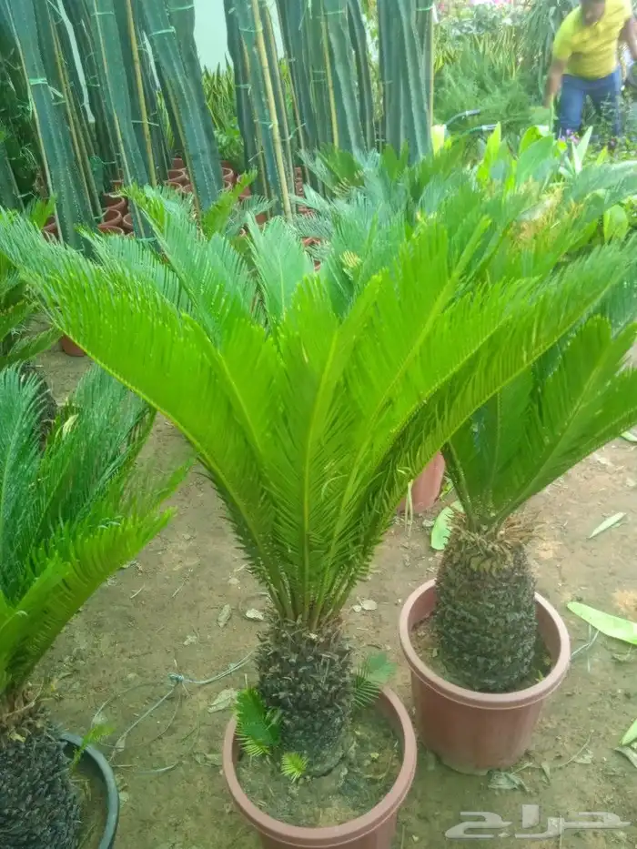 زراعه وحدائق 19