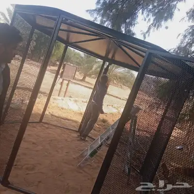 حداد سندويش بنل ومظلات شينكو مظلات وجلسات لكسان 6