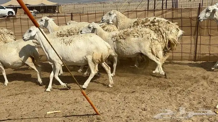حريات حرش دفيع 2