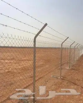 نخل وشنطني ونخل عربي 8