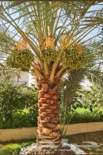 زراعي فني نخيل العربي لقاح تعديل ثمر ونظافه الواشنطني الزينه 0