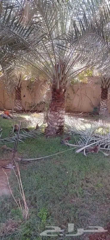 لجميع أعمال النخيل والواشنطني 5