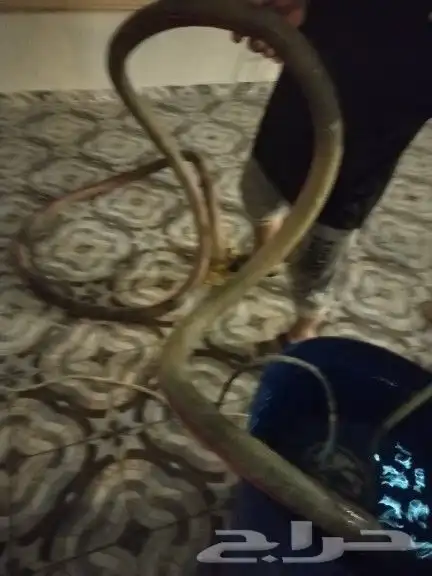 تسليك مجاري ورش مبيدات 0