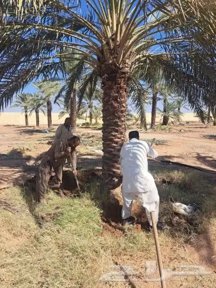 نخيل واشنطونيا زينه لبيع بجميع مقاسته 18