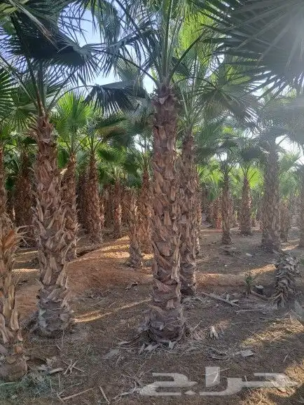 نخيل واشنطونيا زينه لبيع بجميع مقاسته 15