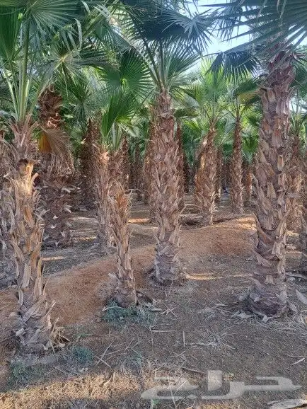 نخيل واشنطونيا زينه لبيع بجميع مقاسته 14