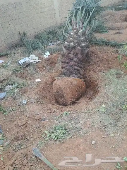 نخيل واشنطونيا زينه لبيع بجميع مقاسته 10