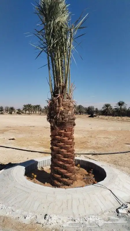 نخيل واشنطونيا زينه لبيع بجميع مقاسته 0
