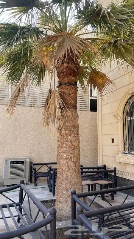 لجميع أعمال النخيل والواشنطني 4