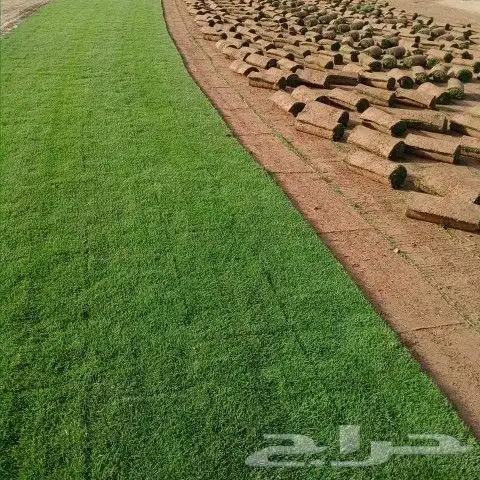 توريد وتركيب الثيل الطبيعي C2000 4