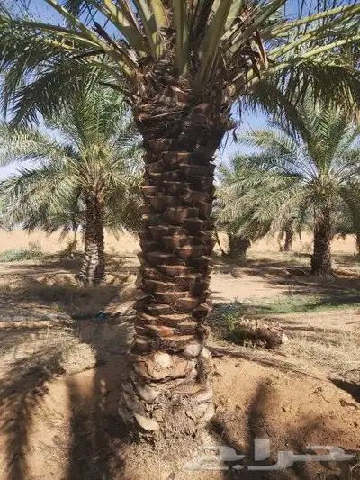 اعمال النخيل بكافة انواعها توريدها وزراعتها 0