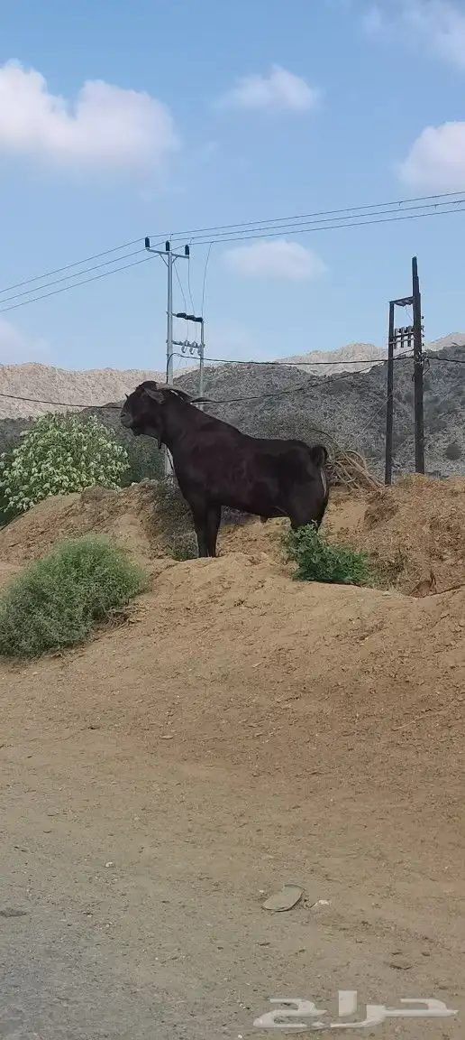 تيس فحل ادهم سنه سديس 2