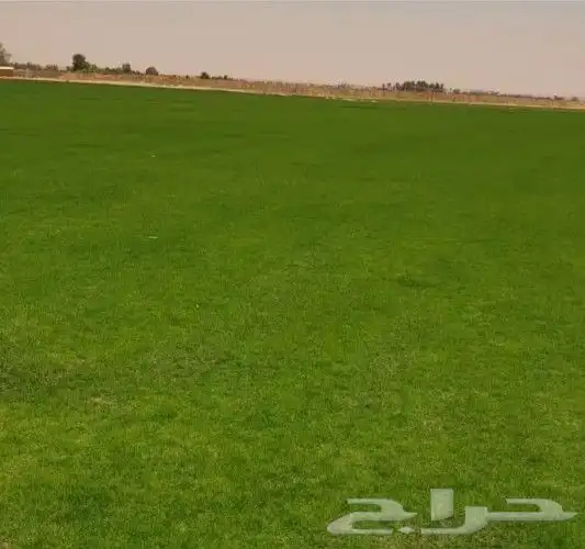 توريد وتركيب الثيل الطبيعي C2000 3