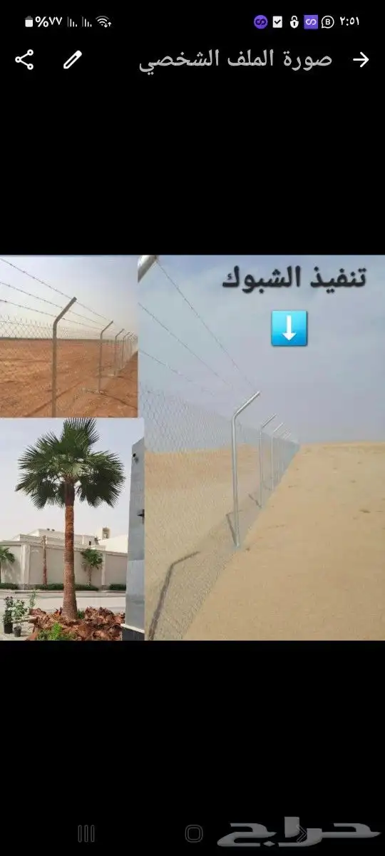 نخل وشنطني ونخل عربي 2