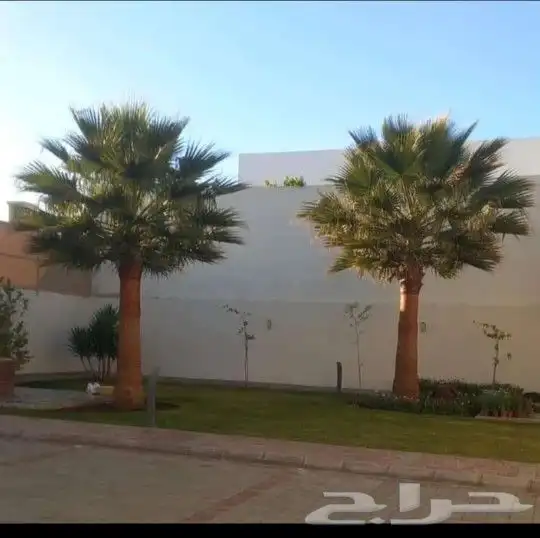 نخيل واشنطونيا زينه لبيع بجميع مقاسته 9