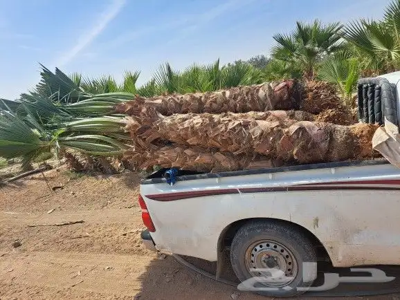 نخيل واشنطونيا زينه لبيع بجميع مقاسته 13