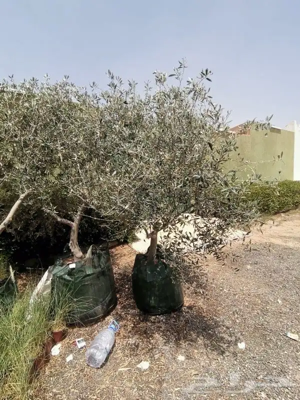 توريد وتركيب الثيل الطبيعي C2000 8