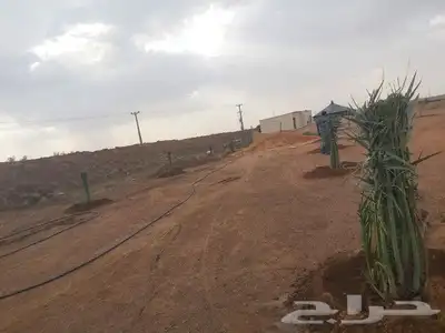 اعمال النخيل بكافة انواعها توريدها وزراعتها 1