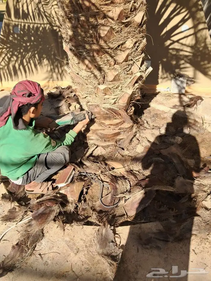 لجميع أعمال النخيل والواشنطني 0