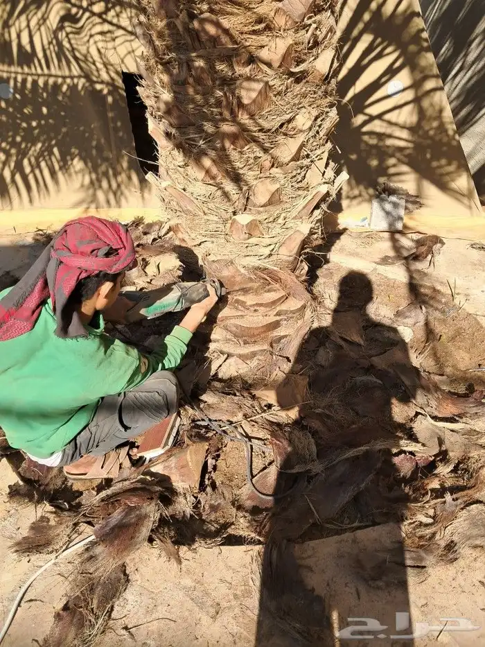 لجميع أعمال النخيل والواشنطني 1