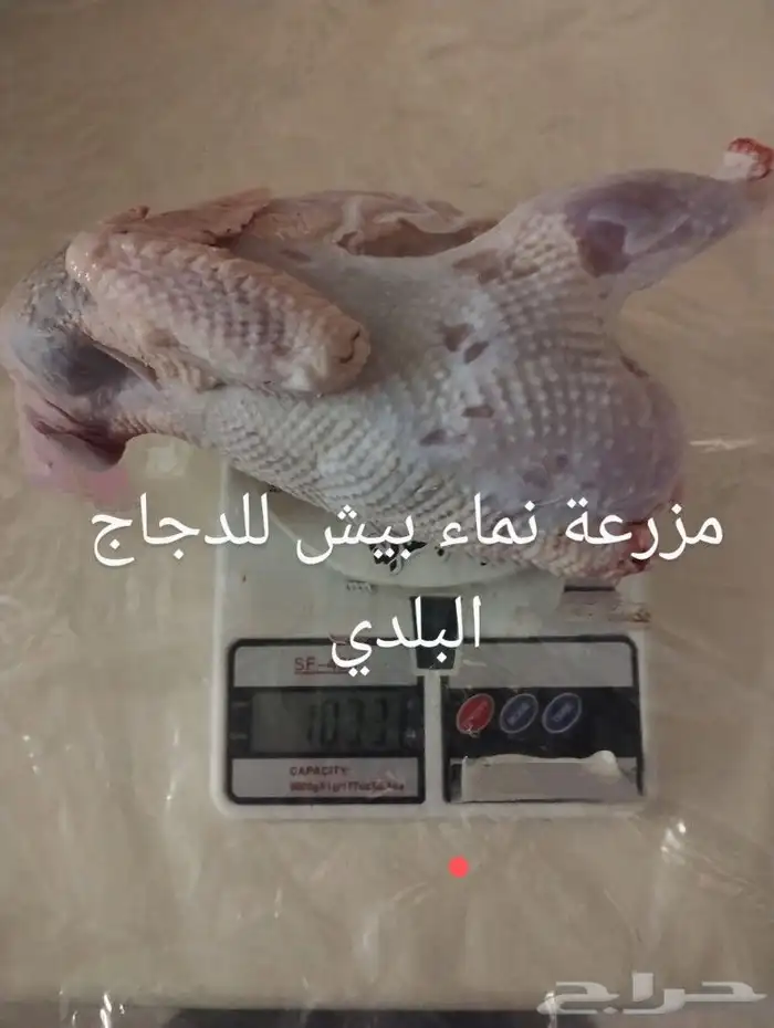 ديوك للبيع الموقع بيش 1