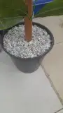 بحص ابيض 9