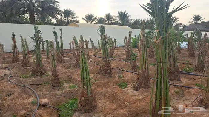 نخل وشنطني ونخل عربي 0