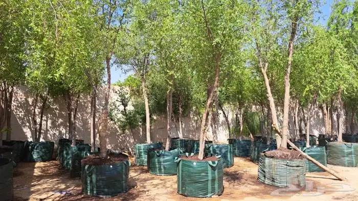 نخل وشنطني ونخل عربي 5