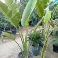 تنسيق حدائق الثيل الطبيعي الاشجار الطبيعي شبكات ري 4