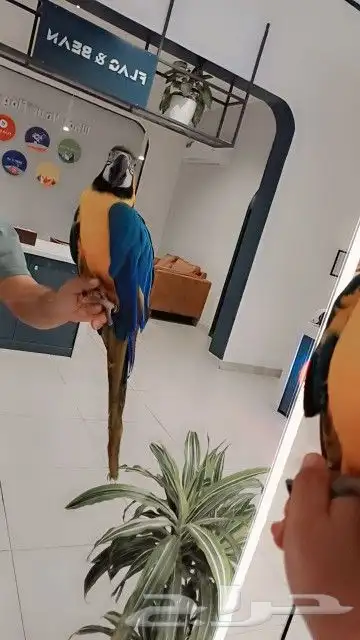 ببغاء مكاو هدد منزلي متكلم 0