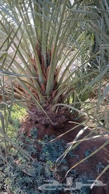 نخيل للبيع بجميع أنواعه ومقاساته 0