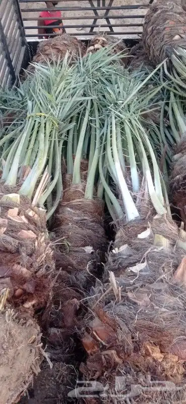 نخيل للبيع بجميع أنواعه ومقاساته 5