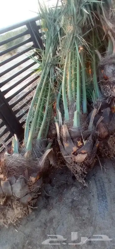 نخيل للبيع بجميع أنواعه ومقاساته 3