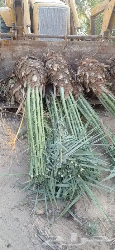 نخيل للبيع بجميع أنواعه ومقاساته 4