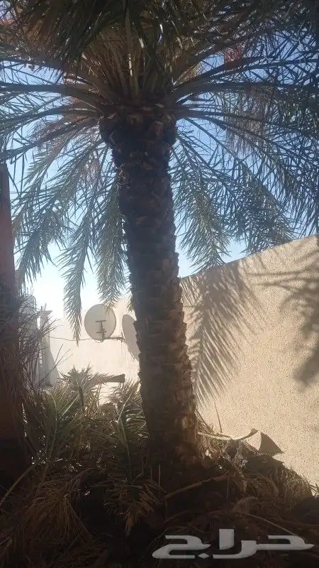 نخيل للبيع بجميع أنواعه ومقاساته 1