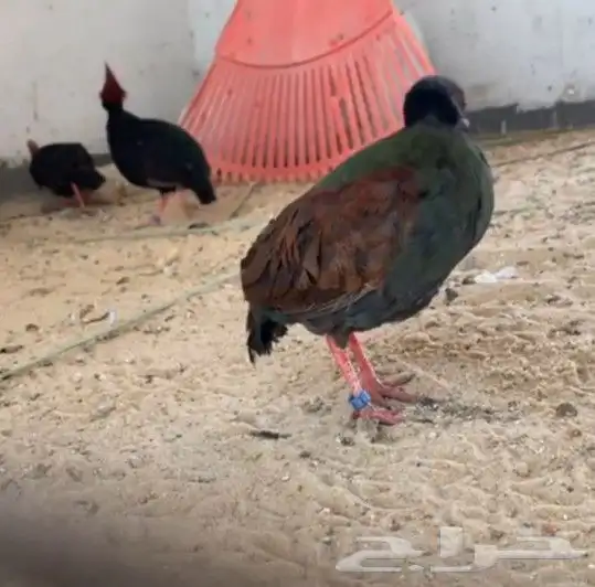 نوادر الحجل الراول 2