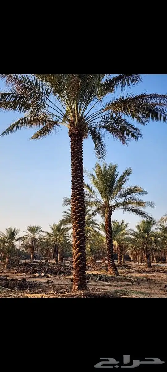 نخل بلدي متوفر وواشنطني 6