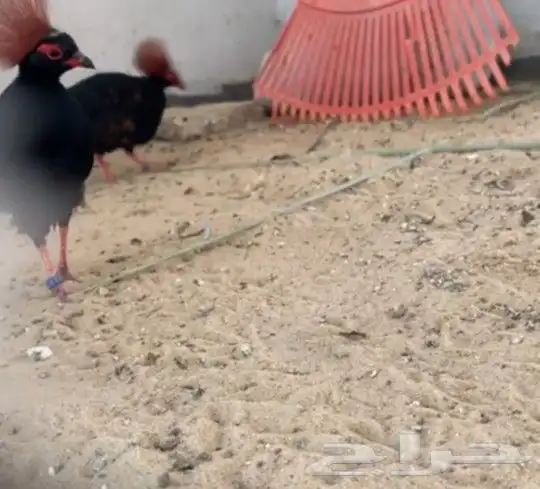 نوادر الحجل الراول 1