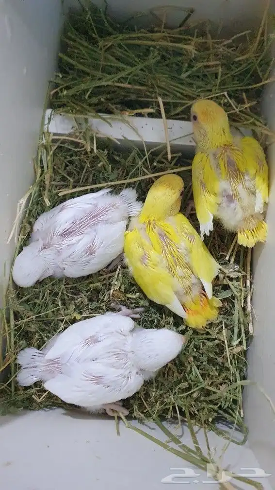 فرخ البينو اورنج عيون حمر غر روز ببغاء 0