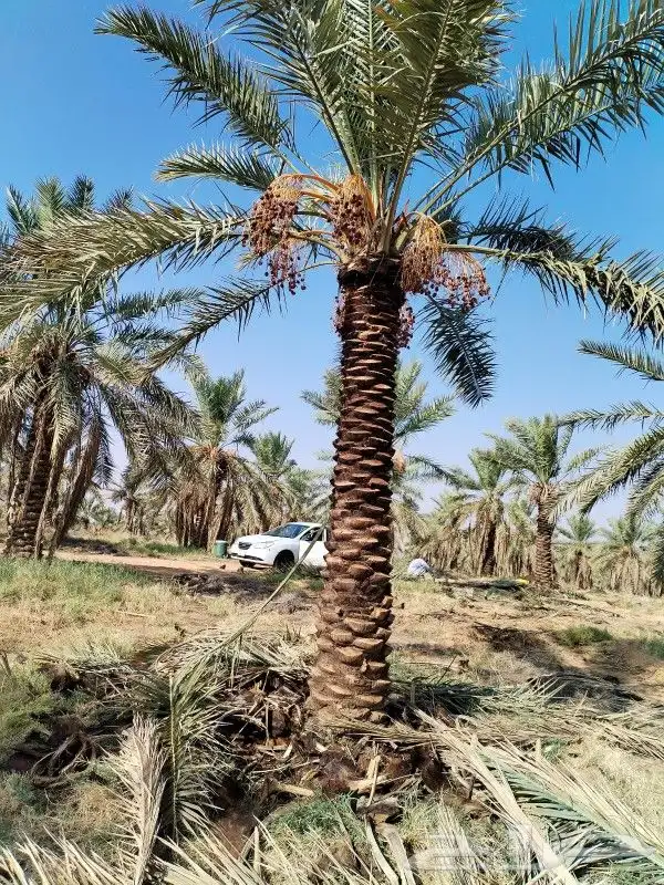 نخل للبيع جميع المقاسات 9