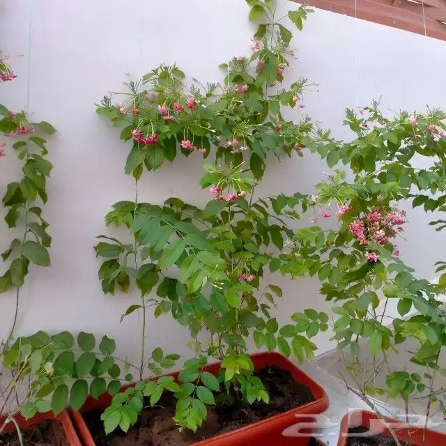 تنسيق حدائق الثيل الطبيعي الاشجار الطبيعي شبكات ري 2