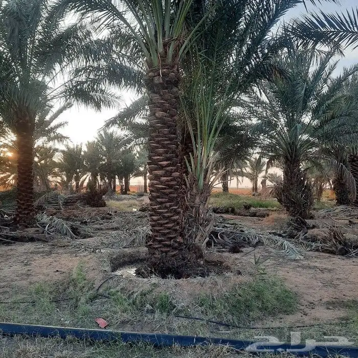 نخل للبيع جميع المقاسات 8