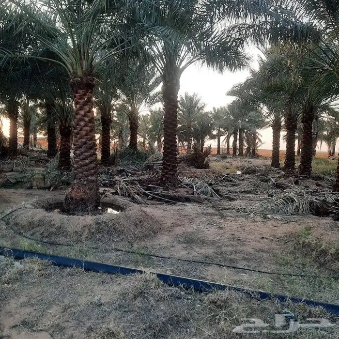نخل للبيع جميع المقاسات 6