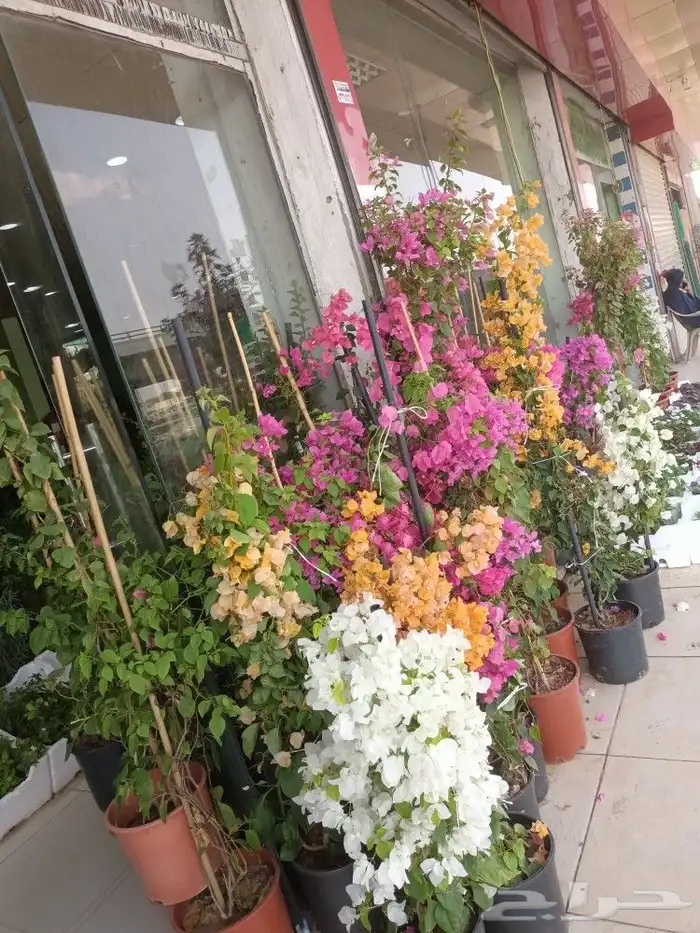 زراعه وتنسيق 6