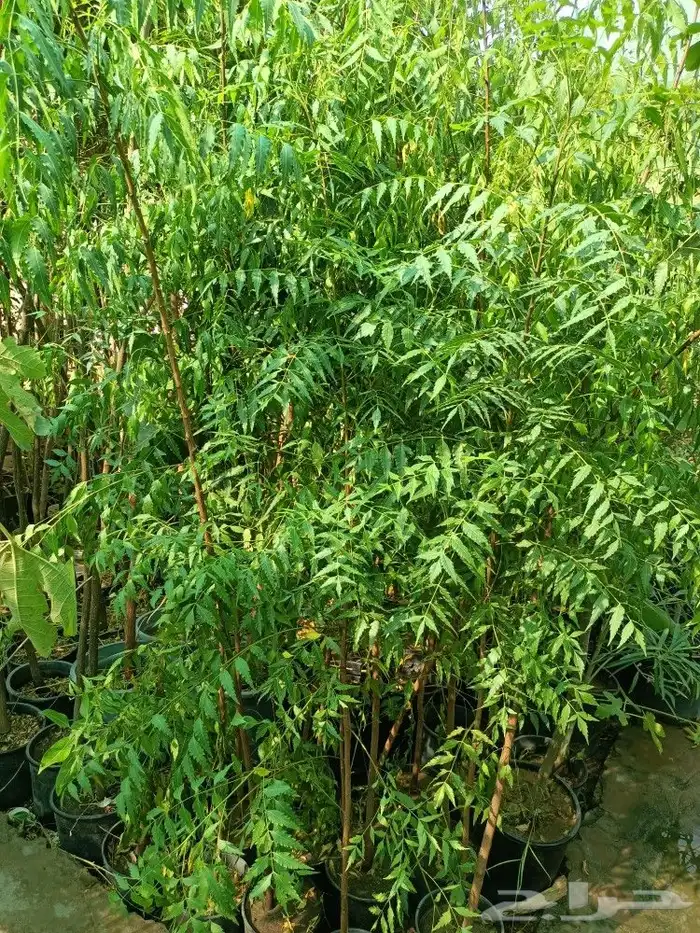 زراعه وتنسيق 2