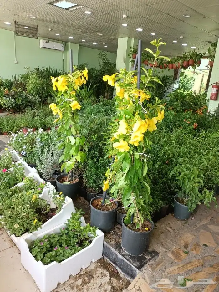 زراعه وتنسيق 7