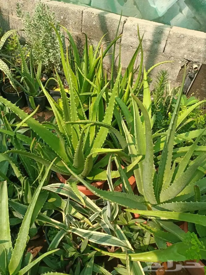 زراعه وتنسيق 1