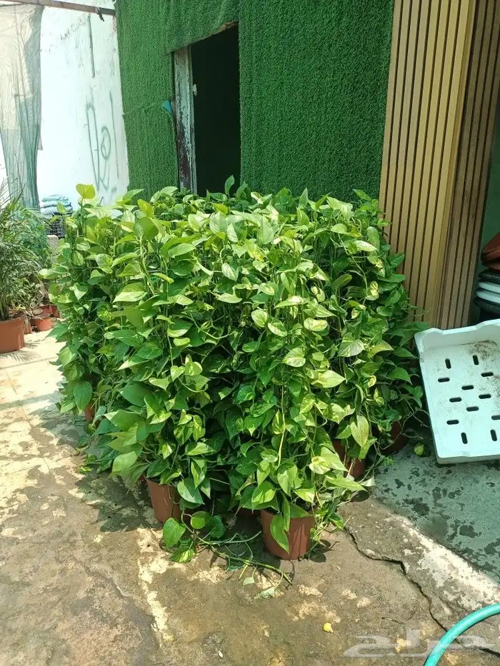 زراعه وتنسيق 5