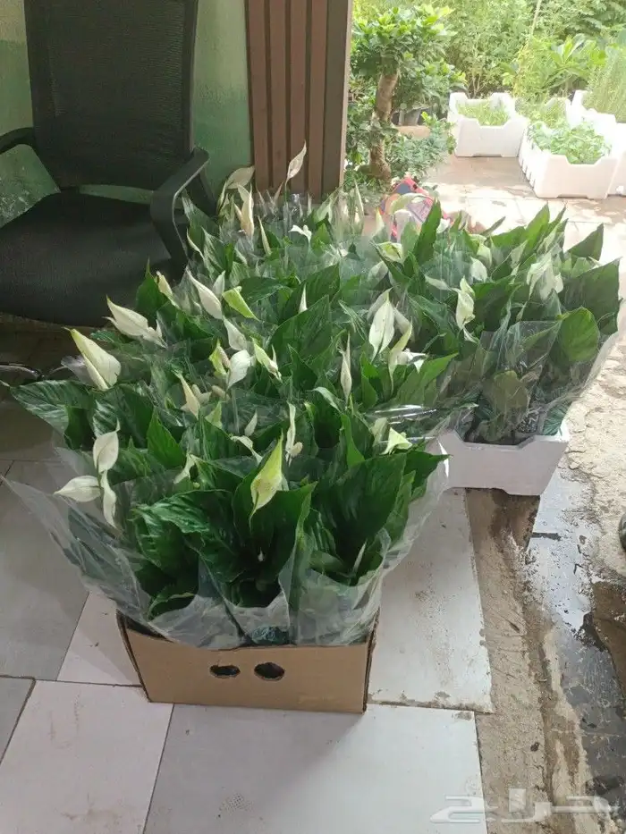 زراعه وتنسيق 8