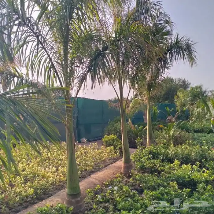 تنسيق حدائق الثيل الطبيعي الاشجار الطبيعي شبكات ري 3